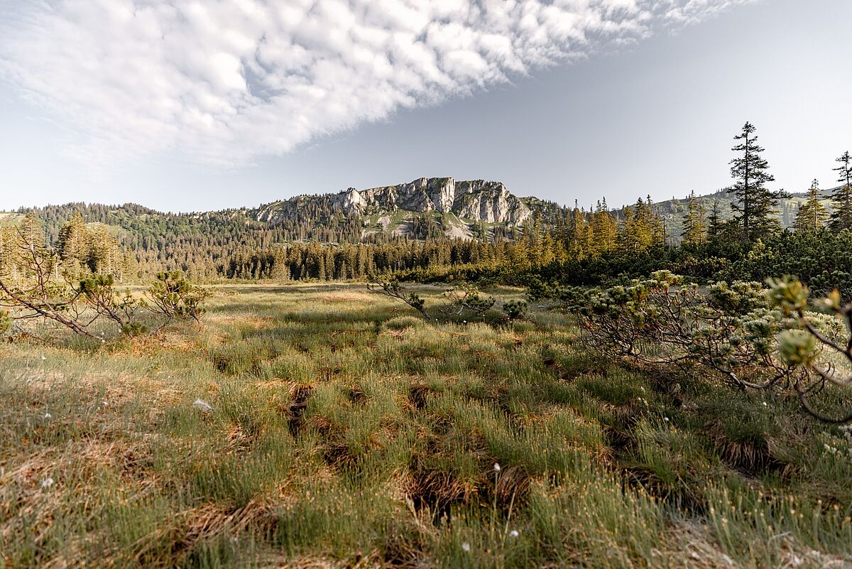 Moorkomplex Nassköhr, © ÖBf-Archiv/N. Seiser Moorkomplex Nassköhr, © ÖBf-Archiv/N. Seiser