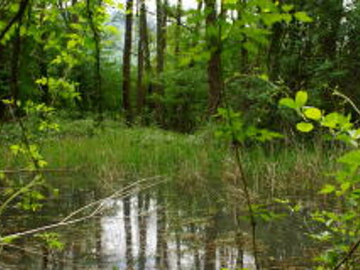 TIERISCHES im Juni - Wasserspinnen: Ausnahmetalente im Teich