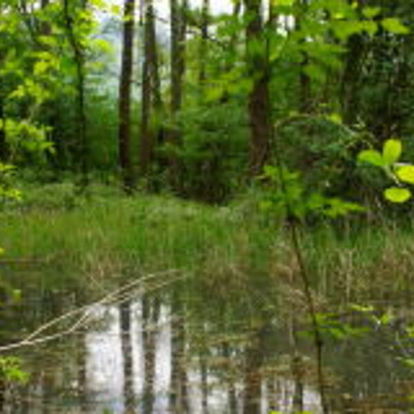 TIERISCHES im Juni - Wasserspinnen: Ausnahmetalente im Teich