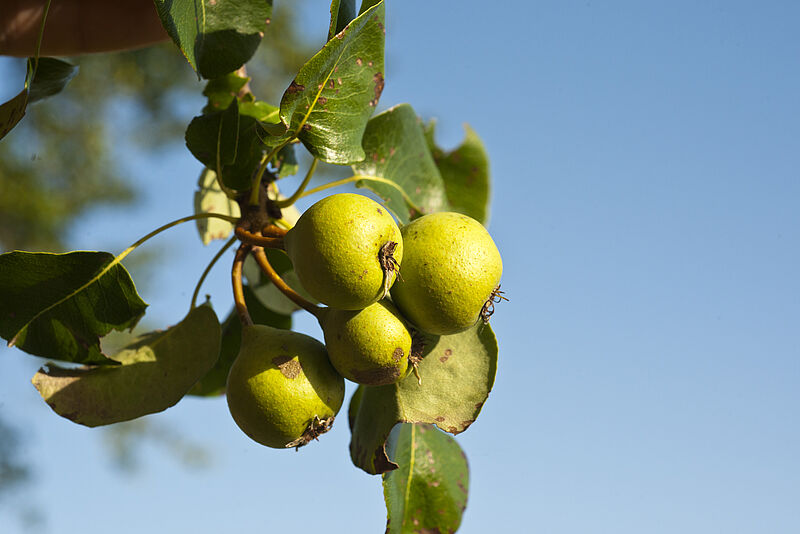 Nahaufnahmen von reifen Früchten der Wildbirne mit Zweig und Blättern, im Hintergrund blauer Himmel.