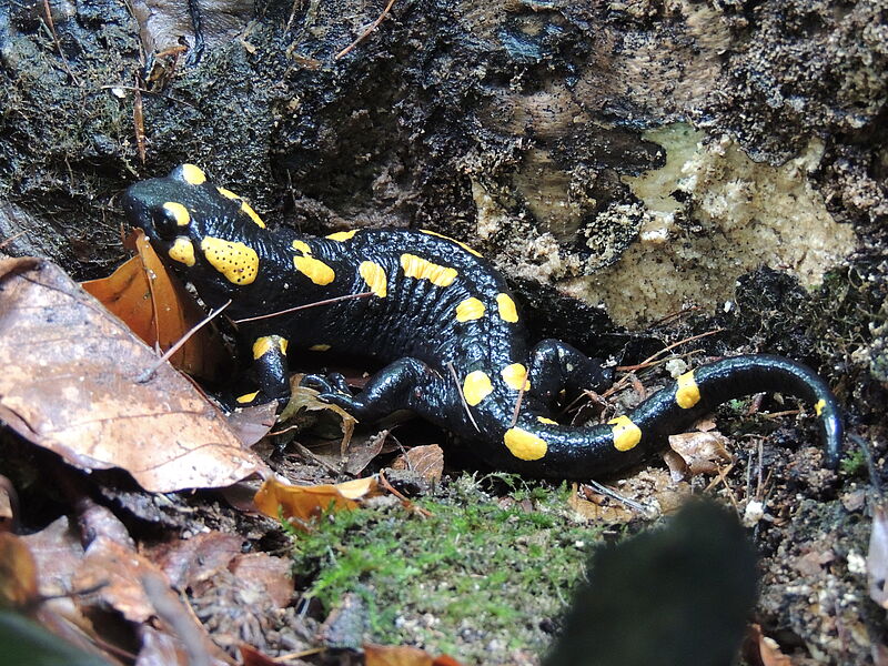 Feuersalamander am nassen Waldboden
