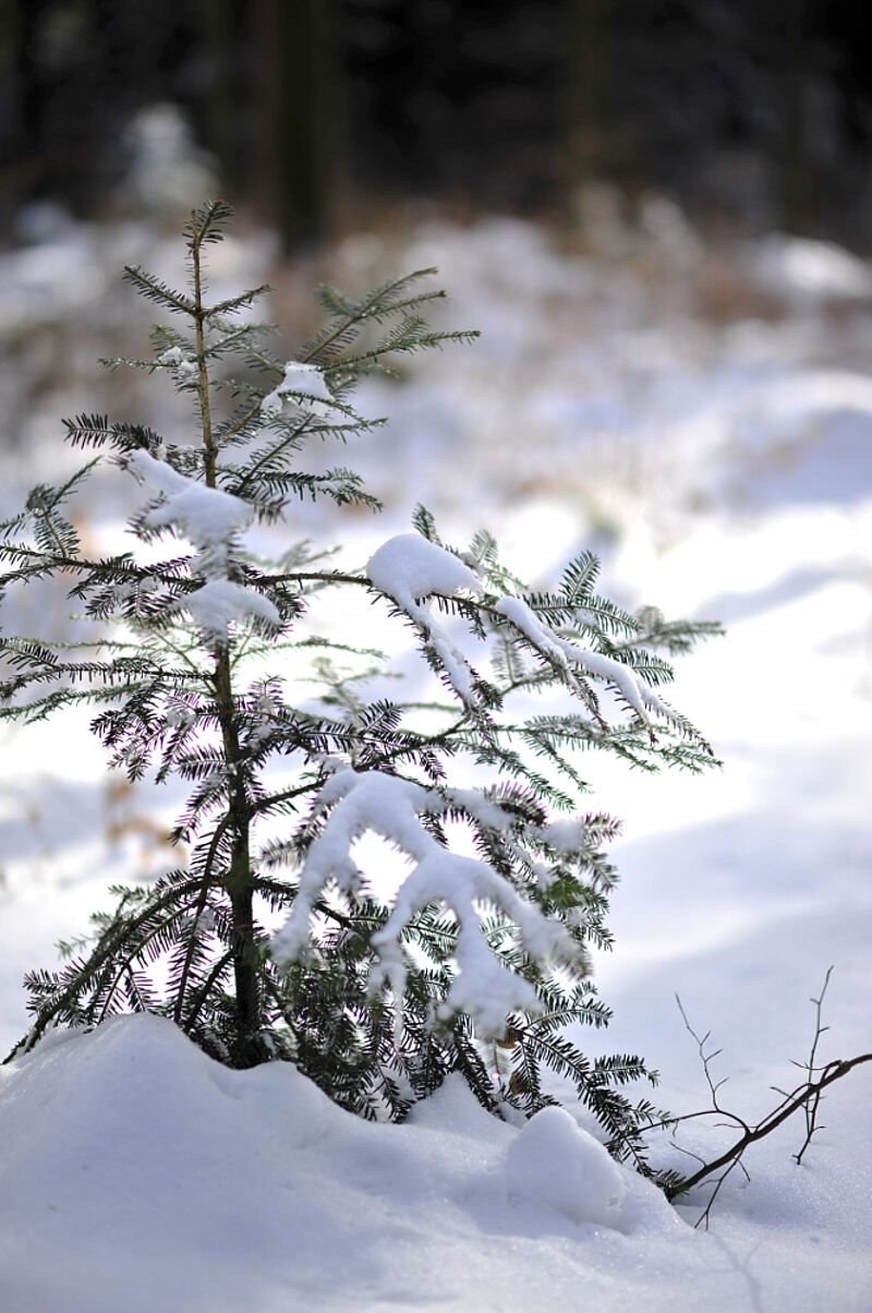 Schneebedeckter Jungbaum