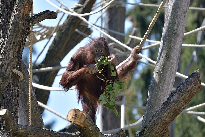 Orang-Utan-Weibchen Sari freut sich über das neue Kletterparadies im Tiergarten Schönbrunn (c) Norbert Potensky