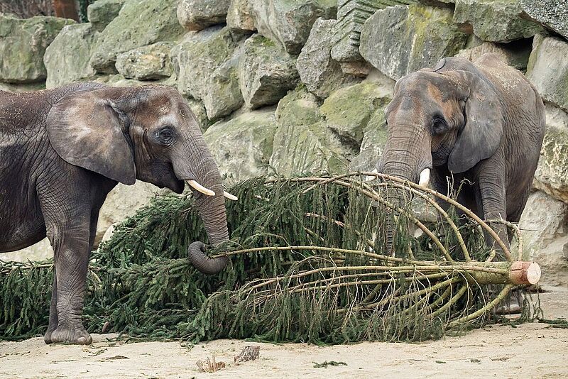 Verfütterung der Fichte aus Bundesforste-Wäldern an die Elefanten im Tiergarten Schönbrunn