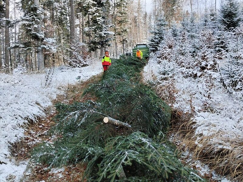 Auszubildene bei der Baumernte (c) oberrainanderskompetent/A. Frommelt