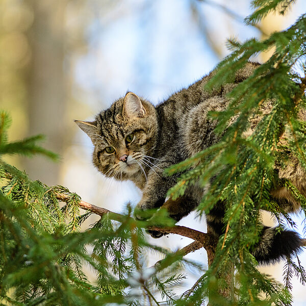 Gen-Analyse bestätigt: Mehrere Wildkatzen leben in der Wachau!