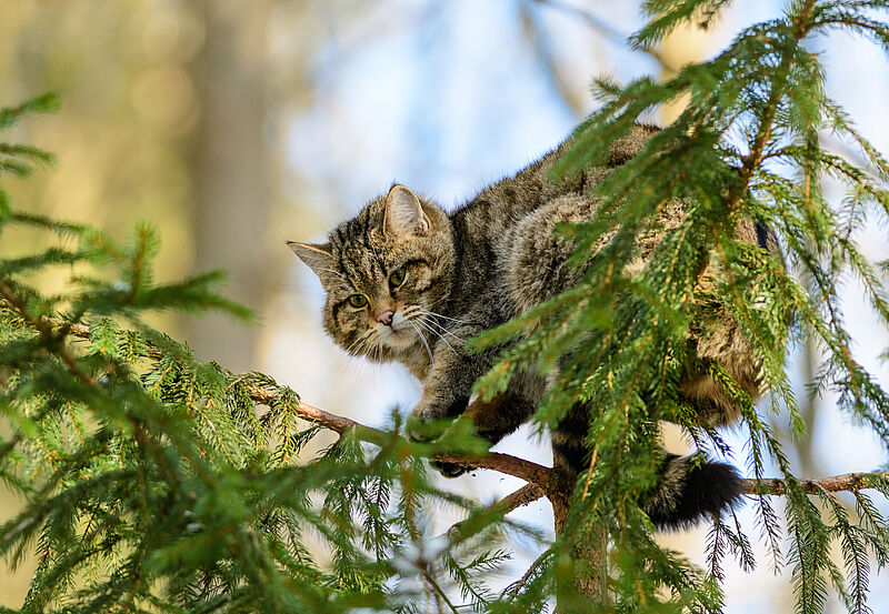 Wildkatze, Felis Silvestris ÖBf