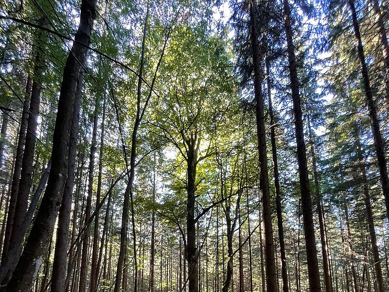 Waldführung in Rosenau (c) ÖBf