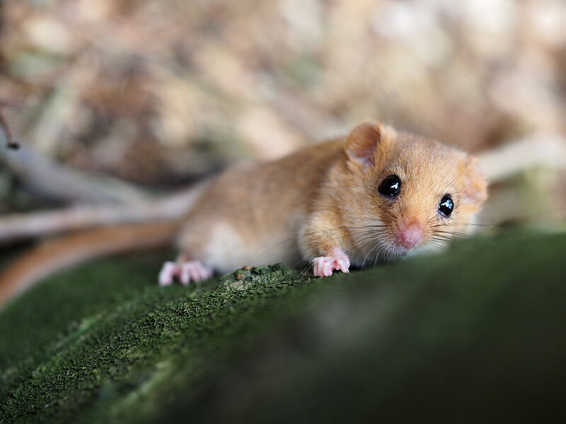 Haselmaus klettert an Baumstamm hinauf. Foto: Birgit Rotter
