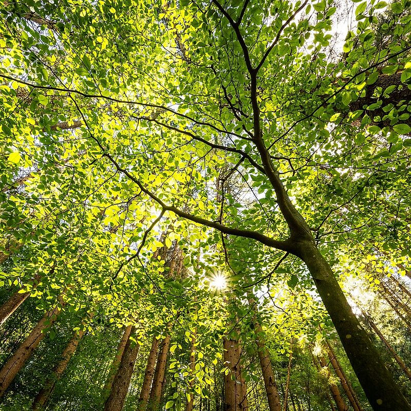 Wald der Zukunft Führung in Villach, © ÖBf/M. Stabentheiner 