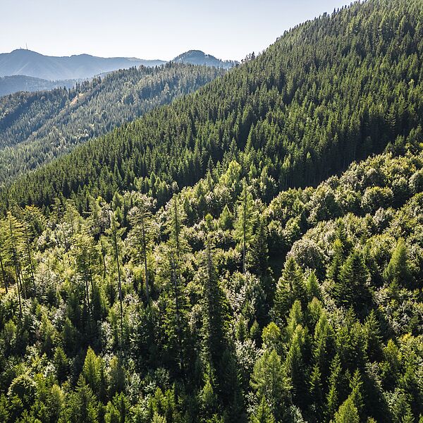 Natürliche Schutzmaßnahmen: WWF, Österreichische Bundesforste und viadonau stellen gemeinsame Projekte vor