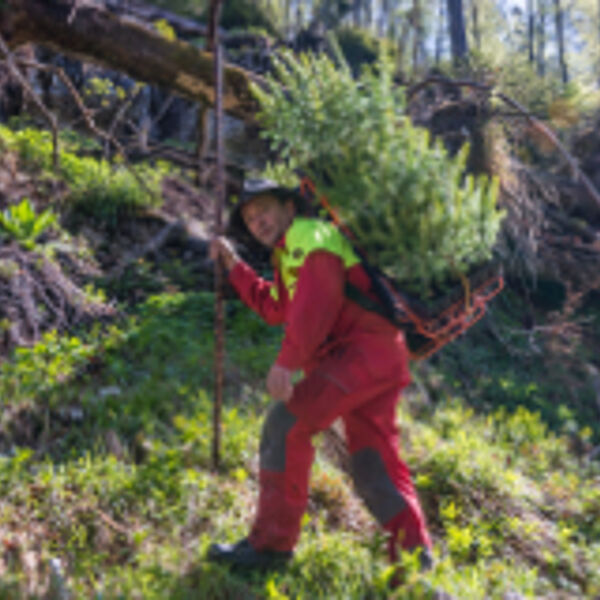 Grüne Vorsorge: Aufforstung im steirischen Schutzwald