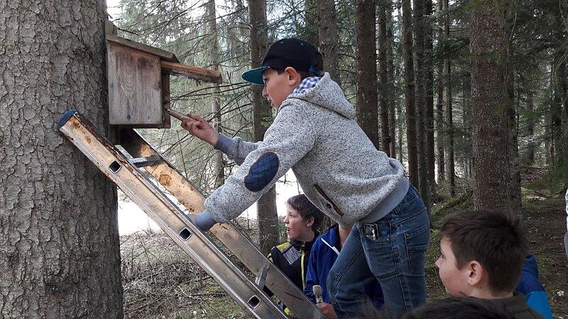 Ein Junge steht auf einer Leiter und reinigt mit einem großen Pinsel den Nistkasten.