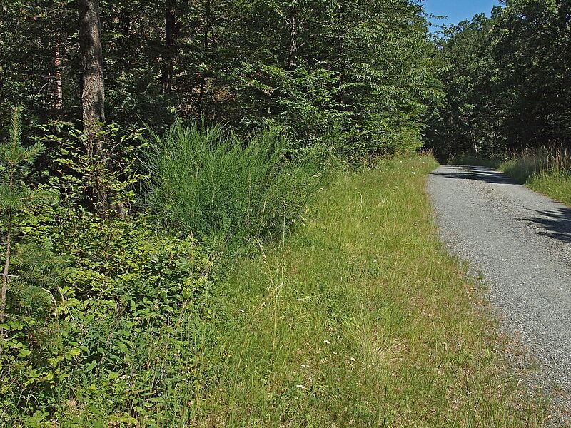 Waldsaum im Günser Gebirge an Forststraße 