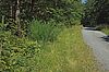 Waldsaum im Günser Gebirge an Forststraße 