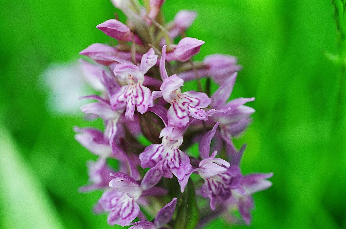 Knabenkraut (c) ÖBf-Archiv/S. Langmair-Kovacs Knabenkraut (c) ÖBf-Archiv/S. Langmair-Kovacs