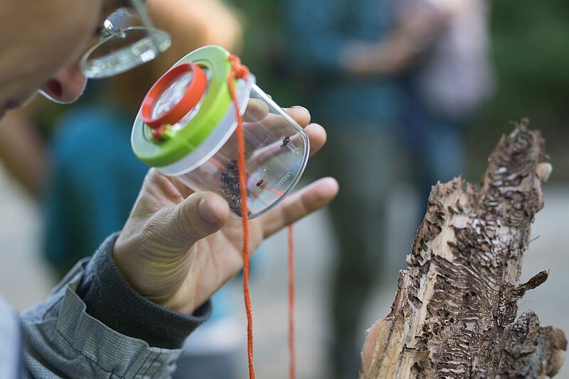 Teilnehmer nimmt Borkenkäfer unter die Lupe (c) ÖBf/W. Lienbacher