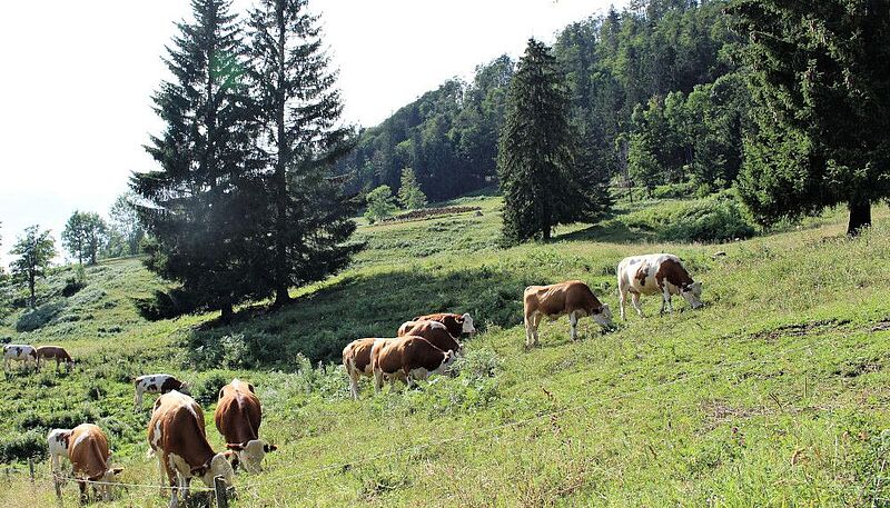 An der Kuhweide vorbei auf den Gaisberg // Foto: Naturfreunde
