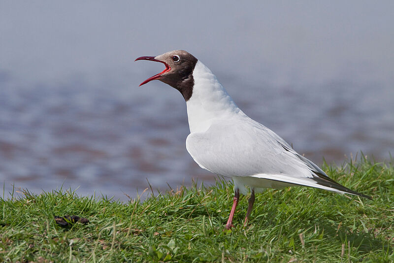Lachmöwe © M. Dvorak Lachmöwe © M. Dvorak