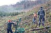 Pflanzung der Eschen auf Bundesforste-Flächen (c) Umweltbüro Cerny