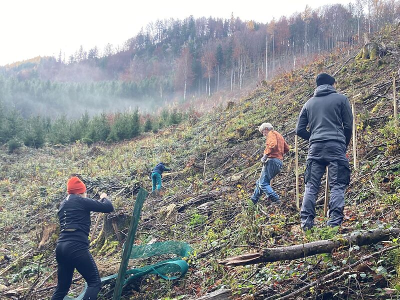 Pflanzung der Eschen auf Bundesforste-Flächen (c) Umweltbüro Cerny