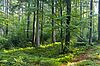Einblicke in den Wald der Zukunft, Kobernaußerwald, OÖ, (c) ÖBf-Archiv/W. Simlinger
