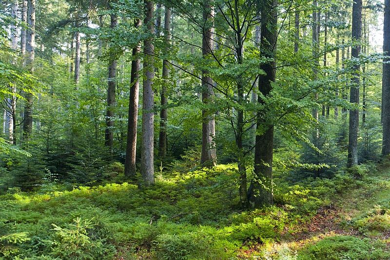 Einblicke in den Wald der Zukunft, Kobernaußerwald, OÖ, (c) ÖBf-Archiv/W. Simlinger