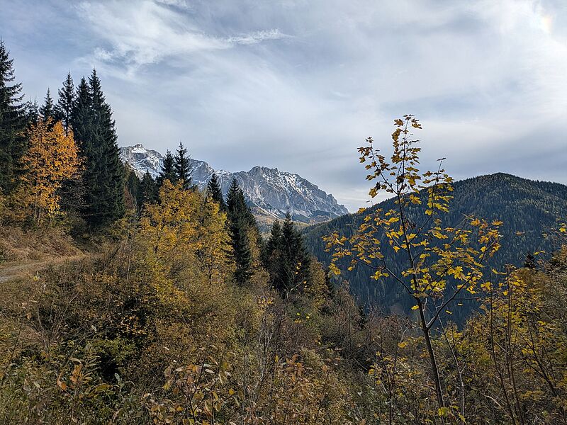ÖBf-Forstrevier Filzmoos (c) oebf