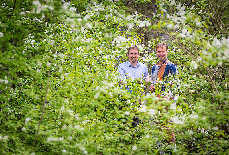 Braumeister Axel Kiesbye (li.) mit Bundesforste-Revierleiter Harald Zollner bei der Ernte der Kirschblüten