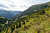 Im Bild eine fläche mit Jungpflanzen im Vordergrund, im Hintergrund Bergpanorama und Waldlandschaft.