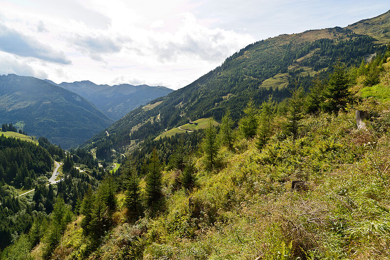 Im Bild eine fläche mit Jungpflanzen im Vordergrund, im Hintergrund Bergpanorama und Waldlandschaft.