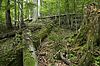 Förderung der Biodiversität durch im Wald belassenes Totholz (c) ÖBf-Archiv/F. Kovács