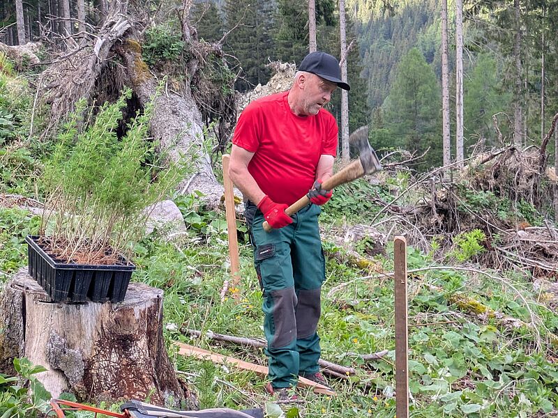 Forstfacharbeiter Herbert Viehhauser bei der Wiederaufforstung (c) oebf