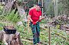 Forstfacharbeiter Herbert Viehhauser bei der Wiederaufforstung (c) oebf