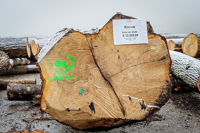 Eichenstamm der Bundesforste bei der Wertholzsubmission 2023 (c) LK NÖ/Georg Pomaßl