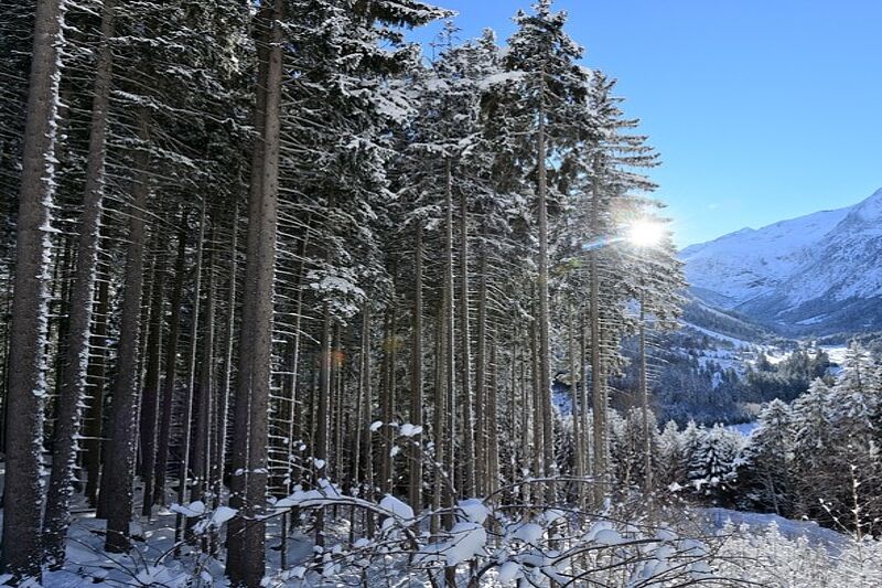 11. ÖBf-Forschungstag „Zwischen Rückgang und Resilienz: Die Fichte im Klimawandel."