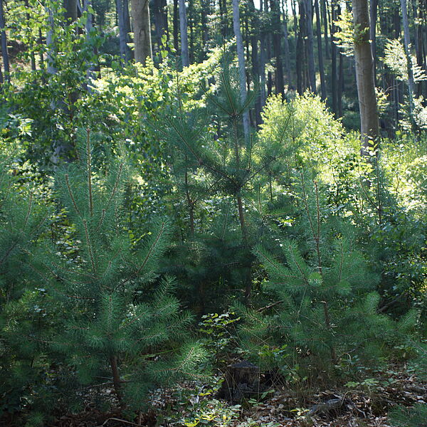 Wienerwald im Klimawandel (Online-Vortrag)