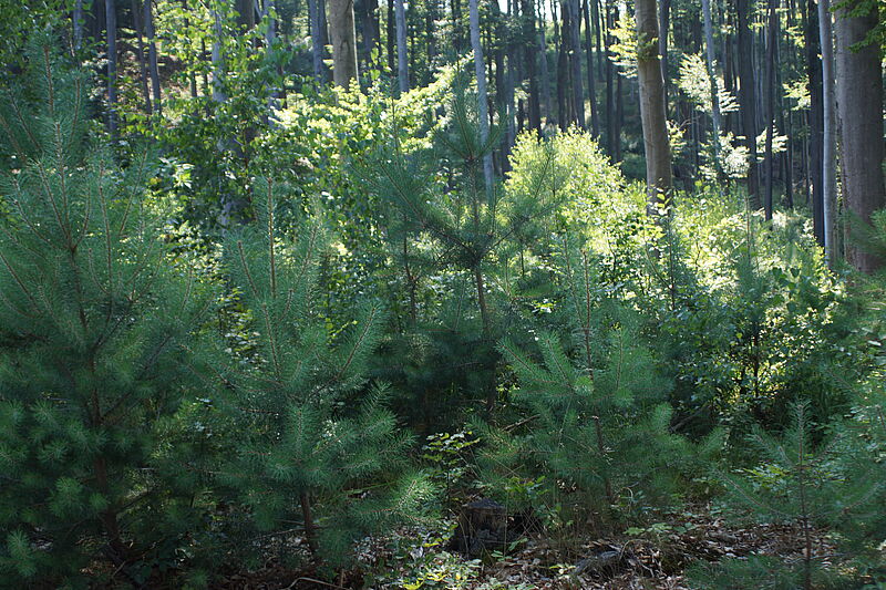Wienerwald im Klimawandel (Online-Vortrag)