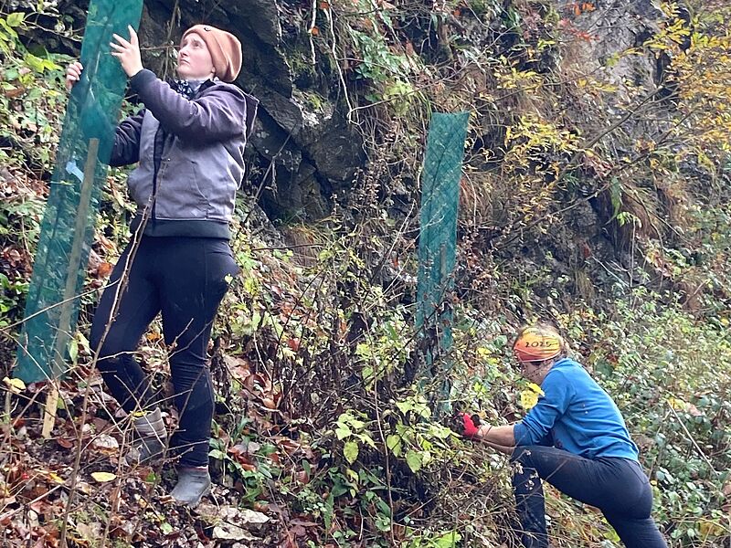 Pflanzung der Eschen auf Bundesforste-Flächen (c) Umweltbüro Cerny