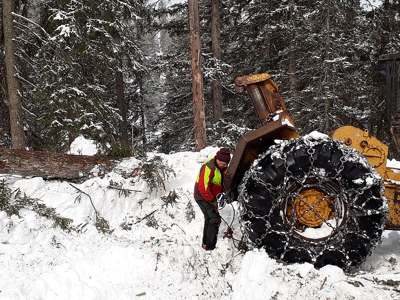 Forstfacharbeiter befestigt Holzstämme an Schlepper