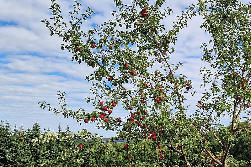 Vom Baum zum Saft – Streuobstwiese erleben!
