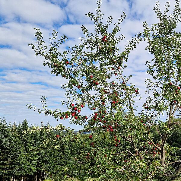 Vom Baum zum Saft – Streuobstwiese erleben!