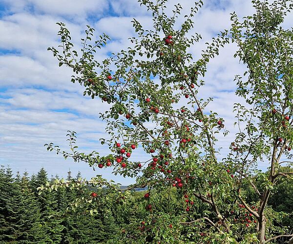 Vom Baum zum Saft – Streuobstwiese erleben! Vom Baum zum Saft – Streuobstwiese erleben!
