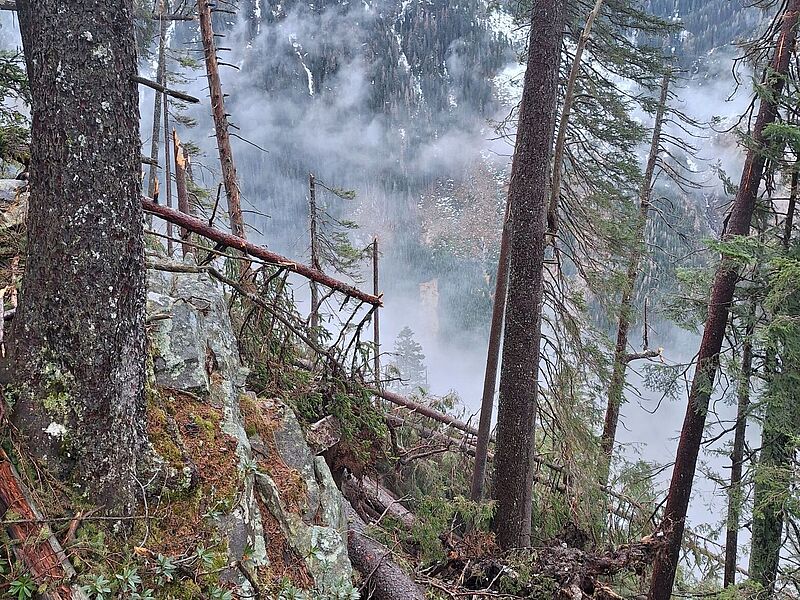 Windwurfflächen im Gasteiner Kötschachtal (c) ÖBf
