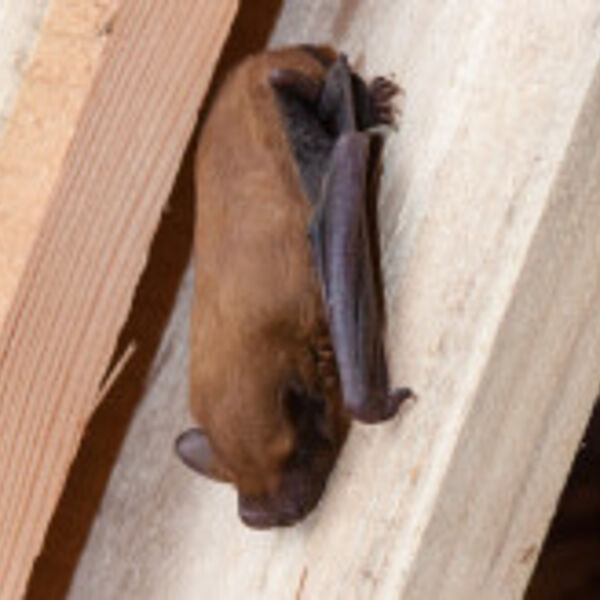 TIERISCHES im Mai - Große Abendsegler: Unstete Gäste