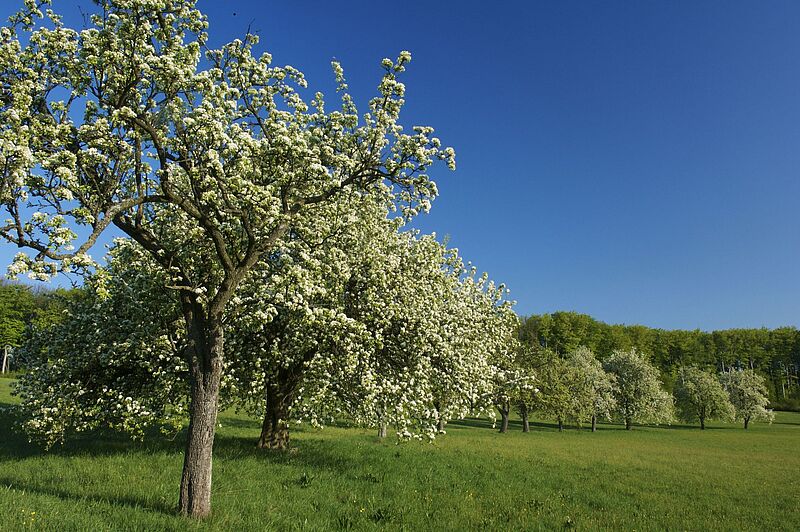 Streuobstwiese im Wienerwald (c) ÖBf-Archiv/Franz Kovacs Blühende Obstbäume auf einer Streuobstwiese im Wienerwald