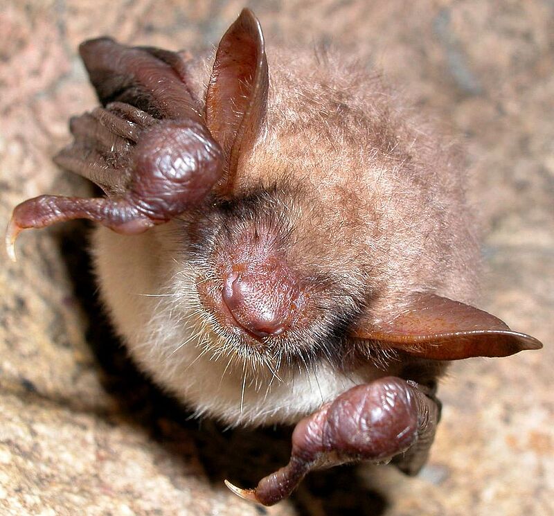 Großes Mausohr, Myotis myotis