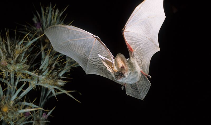 Graues Langohr (Plecotus austriacus) im Flug (c) oebf/Dietmar Nill
