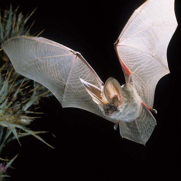 Homestory statt Gruselgeschichte: 50 Quartiere für seltene Fledermäuse im Biosphärenpark Wienerwald