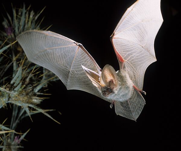Homestory statt Gruselgeschichte: 50 Quartiere für seltene Fledermäuse im Biosphärenpark Wienerwald